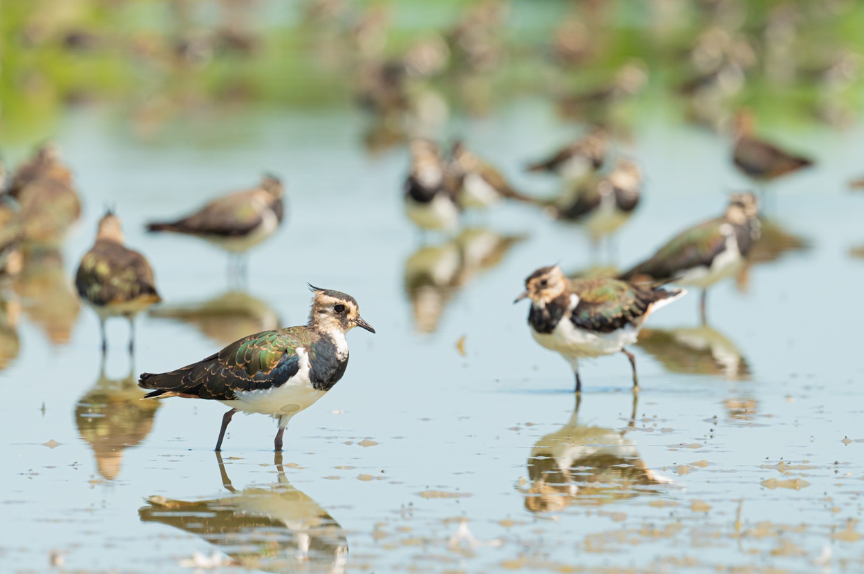 Featured image for “Er is maar één koningin”