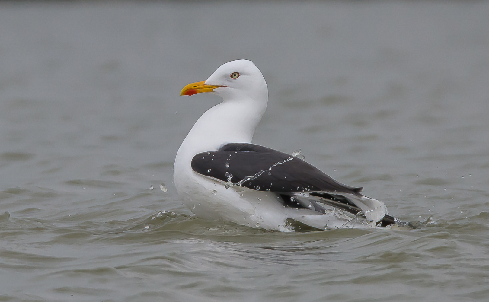 Featured image for “Kleine mantelmeeuw”