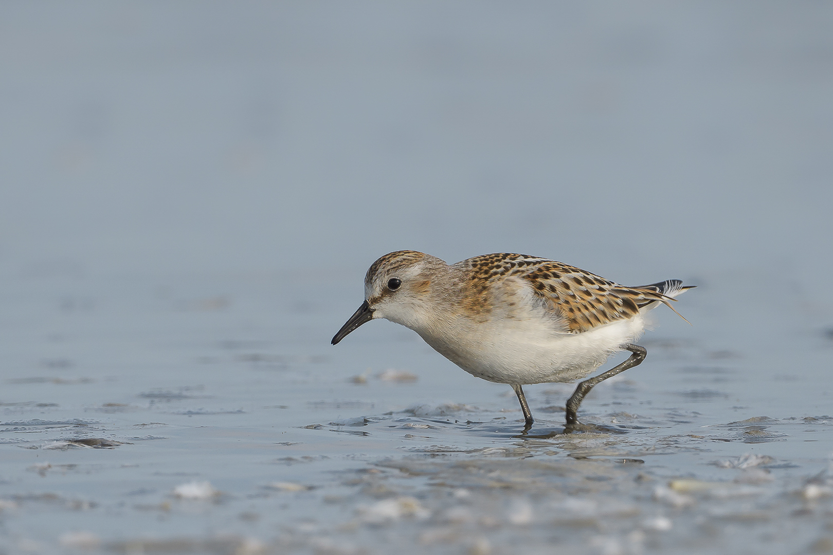 Featured image for “TWEELINGVOGELS”