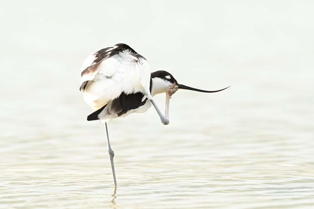 Featured image for “Murks’ telling en de vreemde stern”