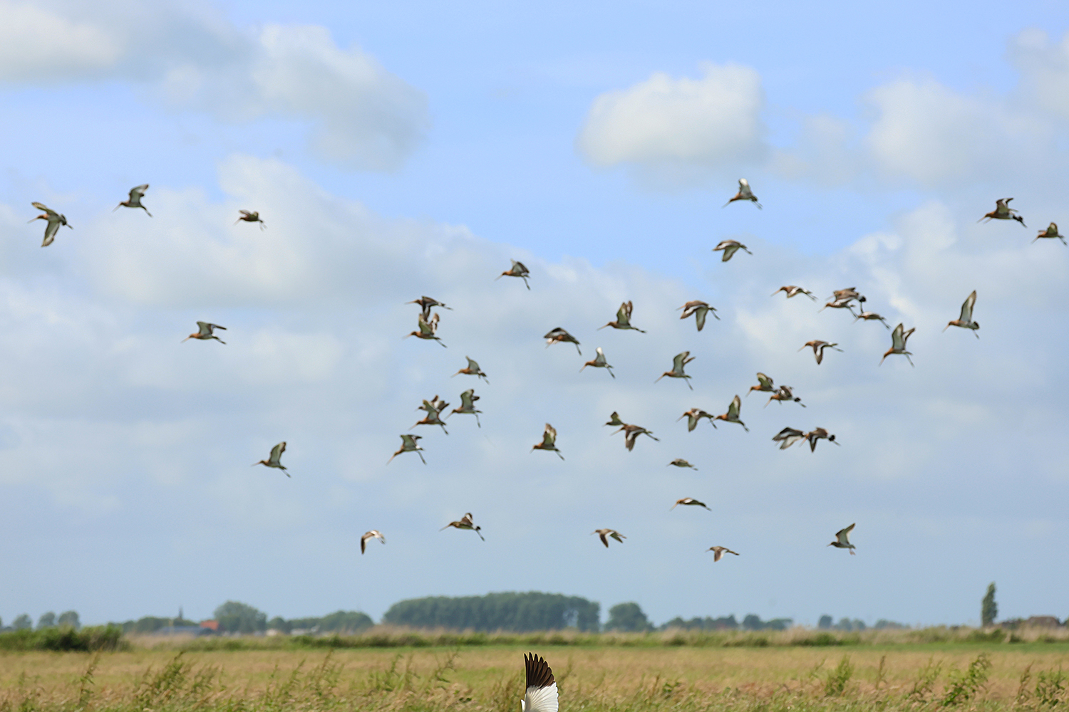 Featured image for “Fantastische aantallen op Gruttoland”