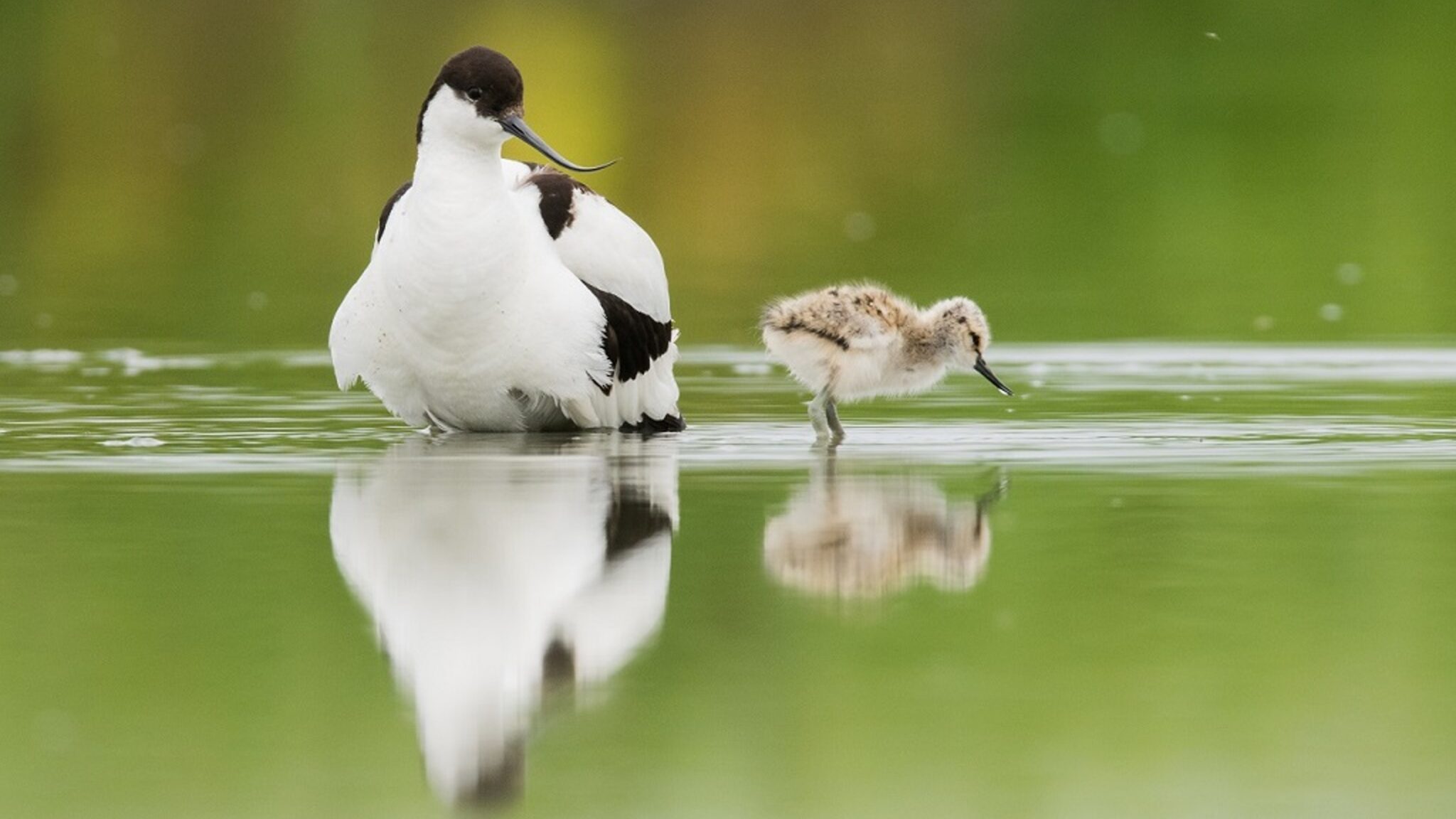 Featured image for “Kluut in de schijnwerper”